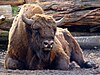 Rare European bison