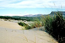 grass-like plants growing in deep sand drifts with bluffs in the distance