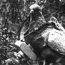 Pigeon with German miniature camera, probably taken during the First World War