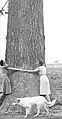 A large pecan tree in Oklahoma