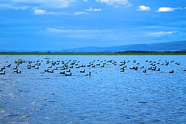 Patos en el lago