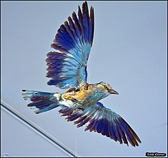 כחל מצוי (Coracias garrulus)