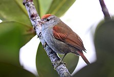 Tepui spinetail