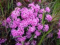 Daphné camélée : inflorescences