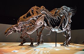 Denversaurus and the "Wyrex" Tyrannosaurus specimen exhibited in the Morian Hall of Paleontology