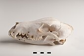 Lateral view of a dog skull, jaw closed
