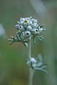 Eriophyllum confertiflorum ( yellow yarrow)