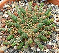 Euphorbia pugniformis