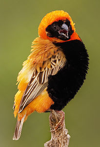 Southern red bishop, by JJ Harrison, (edited by Papa Lima Whiskey)