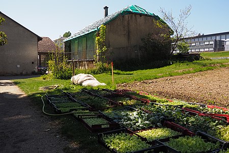 Dépendances agricoles en cours de rénovation, au deuxième plan le cycle d'orientation de De-Budé