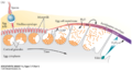 Formation of Fertilization envelope from the Vitelline envelope