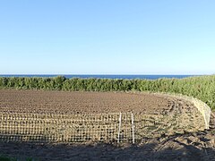 Filets de protection contre les lapins de garenne (France, 2018).