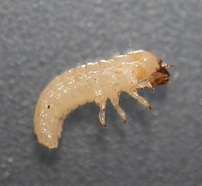 Larva