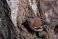 Common chaffinch