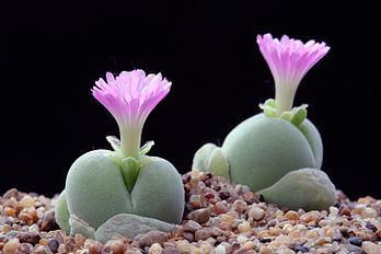 Gibbaeum nebrownii, aizoacée de la région du Cap, en fleurs. (définition réelle 5 472 × 3 648)