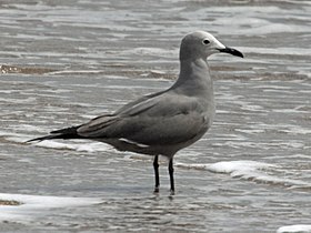 Gaivota-cinzenta em La Laguna, Chile