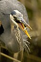 Great blue heron are found on Mount Taylor.