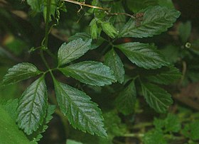 Gynostemma pentaphyllum