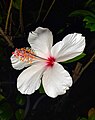 Hibiscus arnottianus