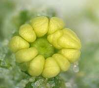 Fleur avant l’anthèse (sans ses sépales); 5 grandes anthères jaunes bilobées, au centre : l’ovaire