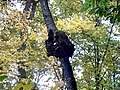 Baumkrebs an einem Kirschbaum