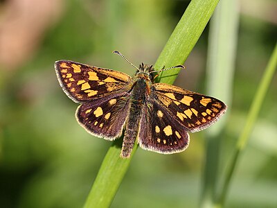 Chequered skipper, by Haeferl