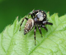 Macaroeris nidicolens, самец