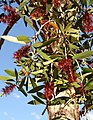 Red-flowered form in Brisbane Botanic Gardens