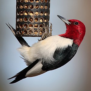 Red-headed woodpecker, by Mdf
