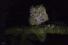 Description de l'image Mountain scops owl.jpg.