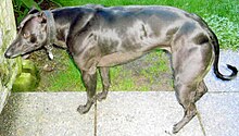 a Whippet dog with extreme large muscles