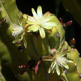 Myrtillocactus geometrizans