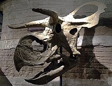 Skull of a long-horned dinosaur mounted on a pole