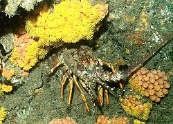 Natal ornate spiny lobster among turret corals