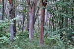 Naturpark Märkische Schweiz: Waldgebiet bei Neubodengrün