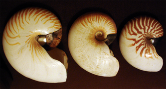 Coquilles de nautiles (céphalopode)