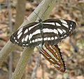 Mating pair, Bangalore, India