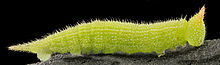 Caterpillar.