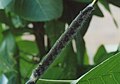 A dark grey, and slightly fuzzy, caterpillar resting on the stem of a tree. The caterpillar is surrounded by smooth green leaves.