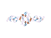 2dfy: Crystal structure of a cyclized protein fusion of LMO4 LIM domains 1 and 2 with the LIM interacting domain of LDB1