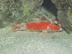 Un rouget à longue barbe (Parupeneus macronemus) de nuit