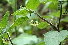 Description de l'image Physalis coztomatl flower1.jpg.