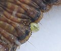 Phytodietus, egg on Pococera caterpillar