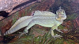 Viherbasiliski (Basiliscus plumifrons)