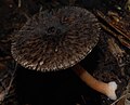 Pluteus perroseus