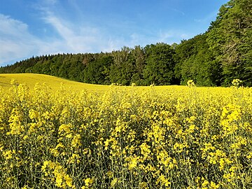 rapseed field