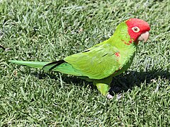 Guayaquilsittich (Psittacara erythrogenys)