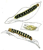 Rhopalocampta benjamini