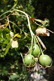 Rosa canina, plod