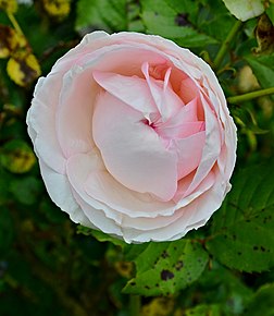 Une rose de cultivar 'Pierre de Ronsard', « rose favorite du monde » 2006. (définition réelle 3 264 × 3 760)